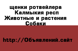 щенки ротвейлера - Калмыкия респ. Животные и растения » Собаки   